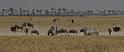 291 Kalahari woestijn, gnoe's, zebra's en struisvogels
